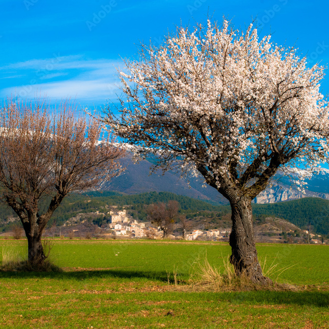 Amandiers - Plateau de Valensole - Printemps - Nature - Fleurs - Pays Dignois - Circuit court